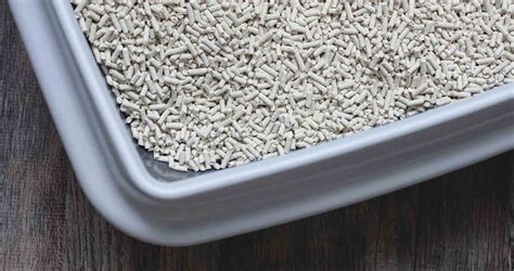 best natural litter for cats|6 Best Natural Cat Litters (2024) Biodegradable & Organic .
